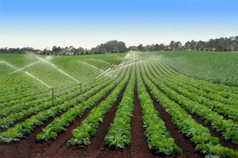 lettuce growers