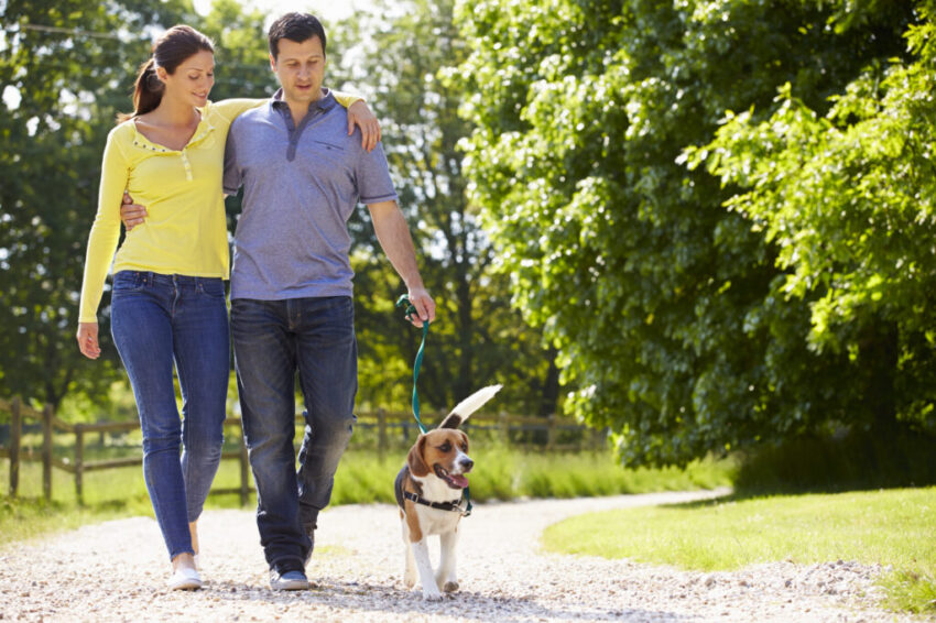 dog walking