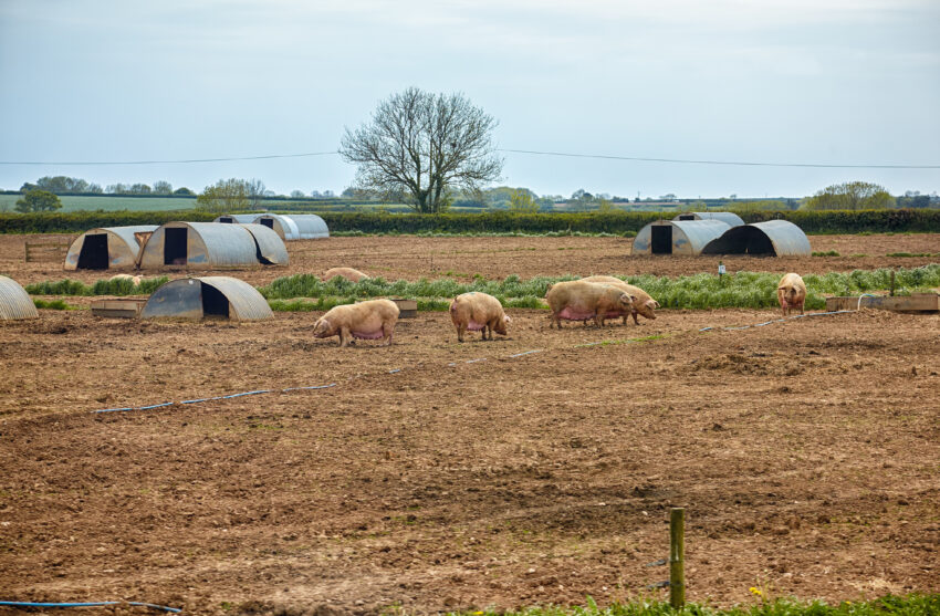 The national pig herd has lost-one tenth of all sows over the last six months, farmers’ associations have revealed, after breeders were forced into a massive cull caused by a shortage of labour in abattoirs.